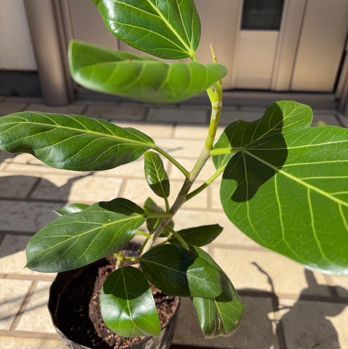 フィカス・ベンガレンシ　観葉植物の写真2枚目