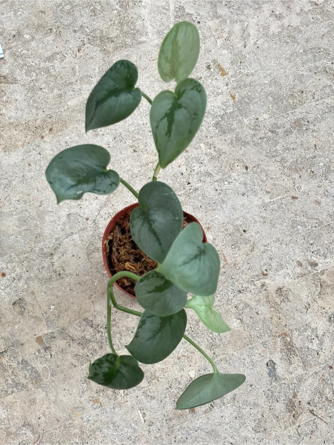 観葉植物　スキンダプサス　オルモストシルバー