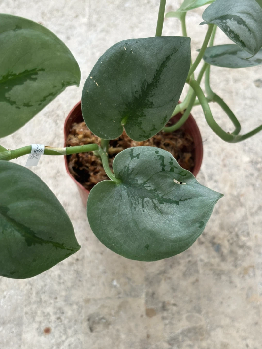 観葉植物　スキンダプサス　オルモストシルバーの写真2枚目