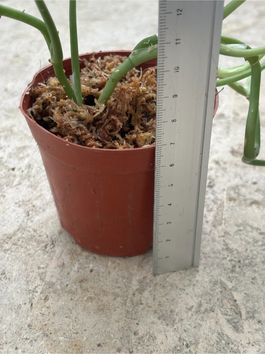 観葉植物 スキンダプサス オルモストシルバーの写真3枚目