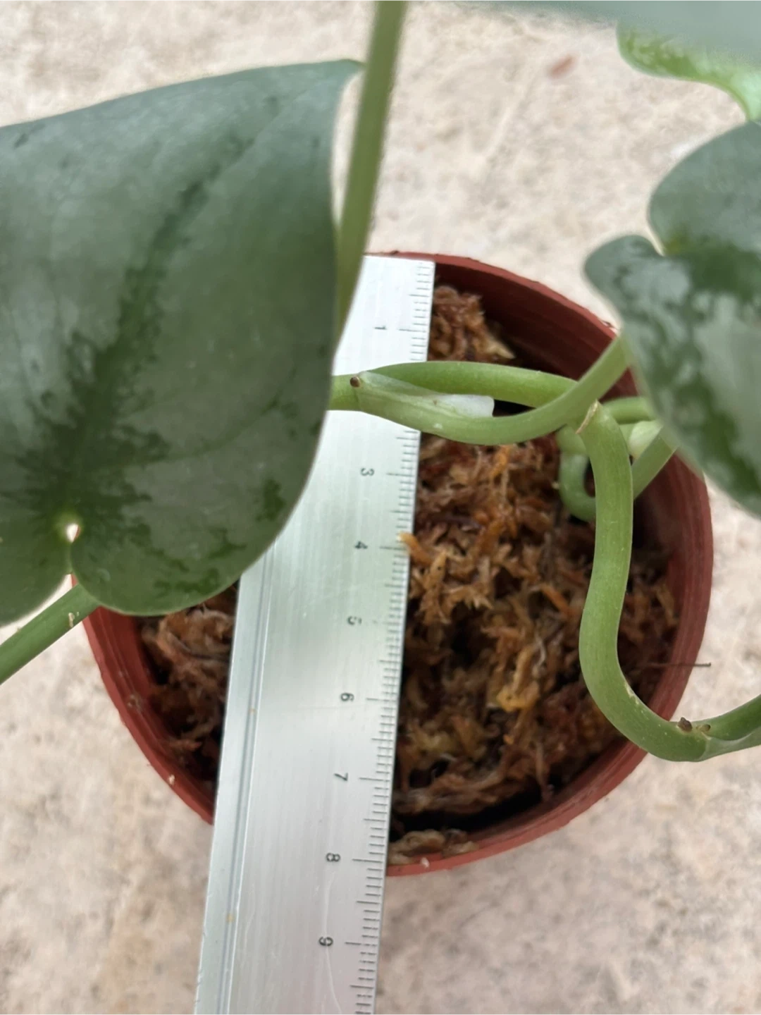 観葉植物 スキンダプサス オルモストシルバーの写真4枚目