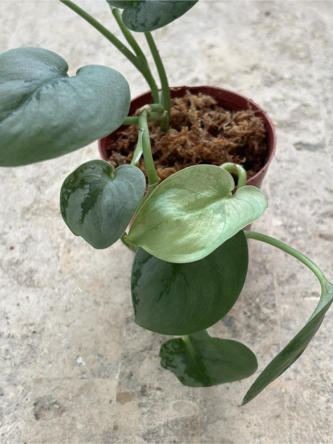 観葉植物　スキンダプサス　オルモストシルバーの写真5枚目