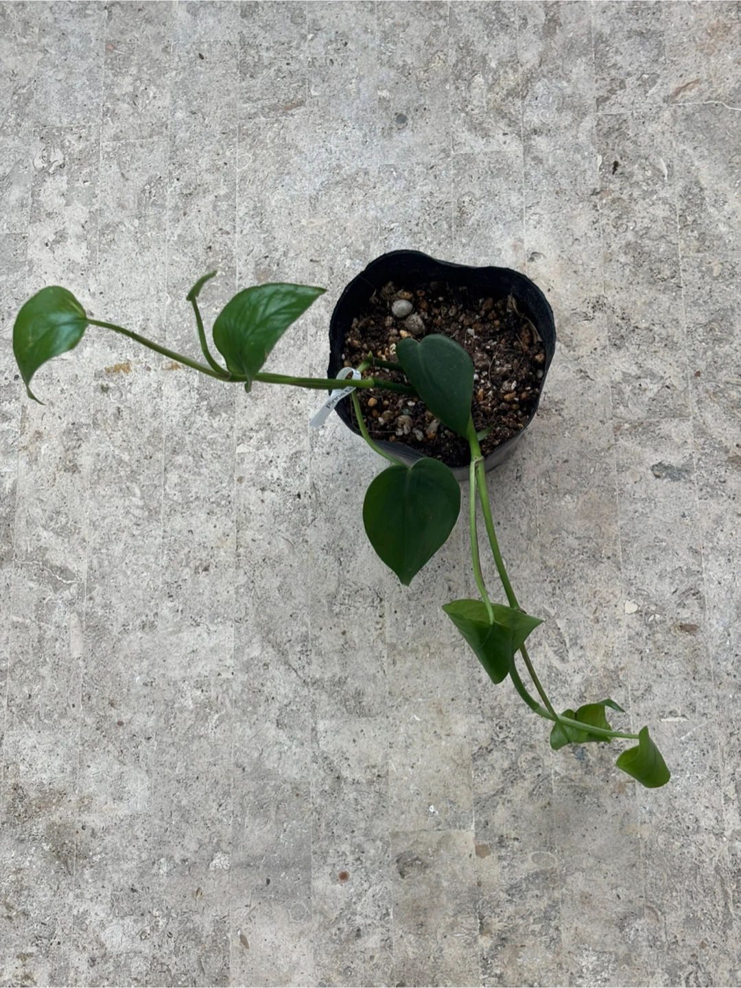 観葉植物　ピナツム　セブブルー