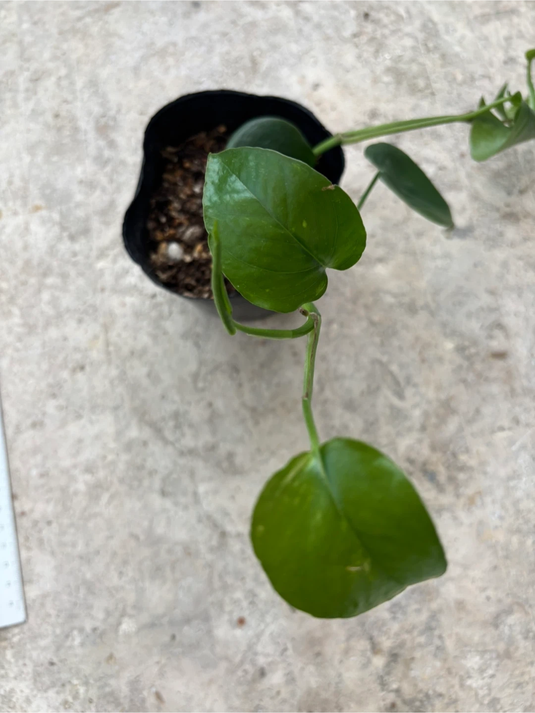 観葉植物 ピナツム セブブルーの写真2枚目