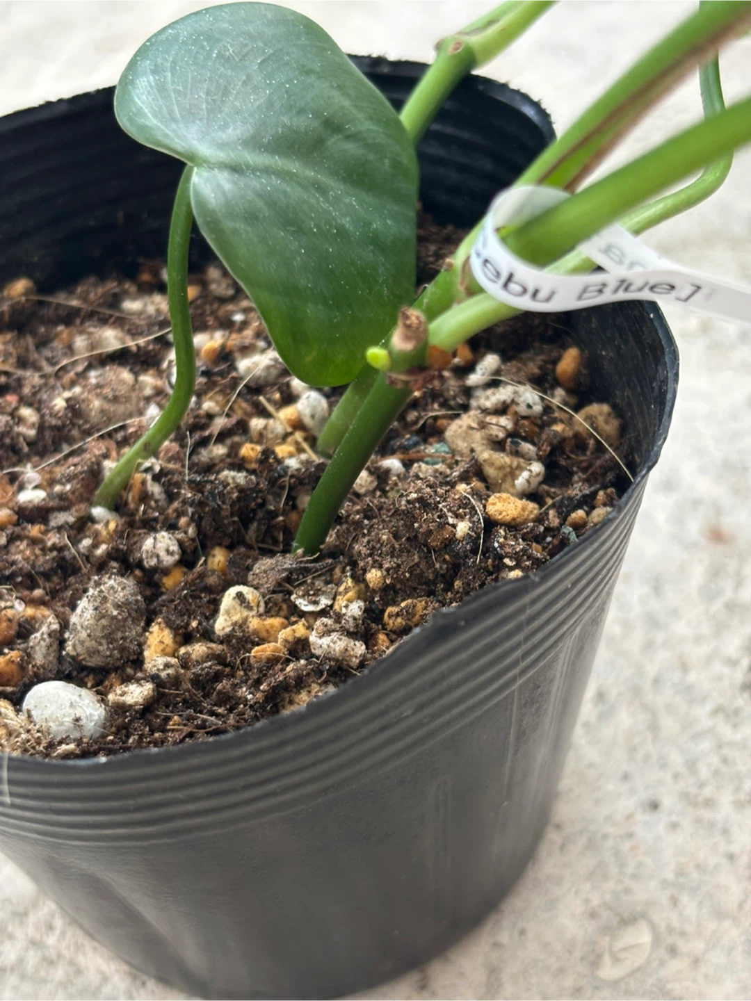 観葉植物　ピナツム　セブブルーの写真3枚目