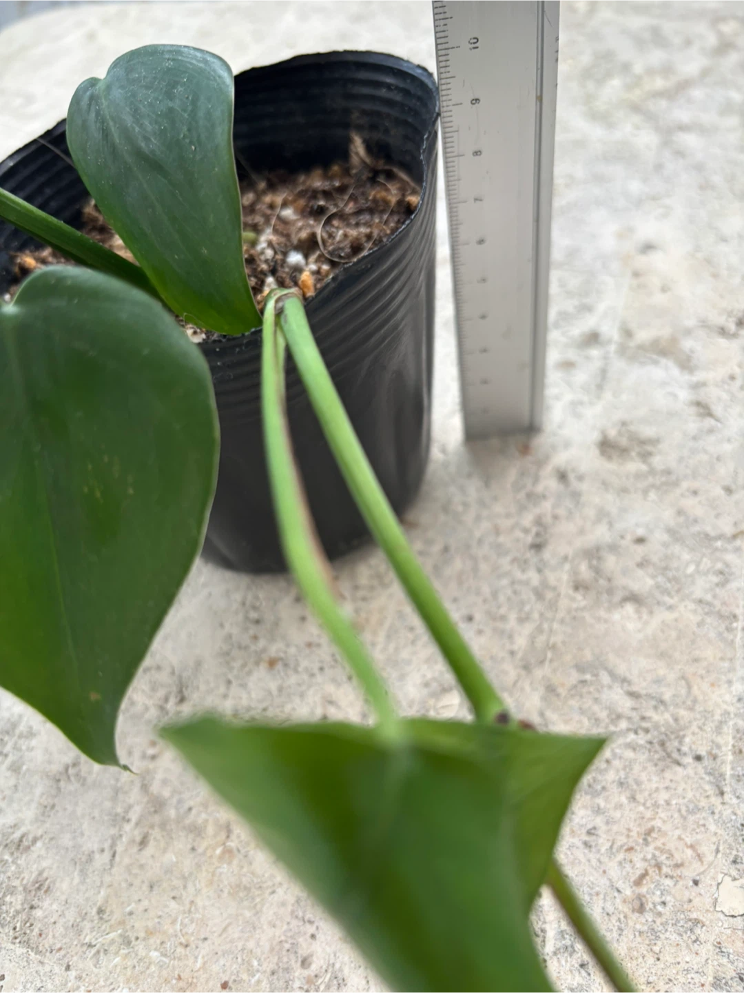 観葉植物　ピナツム　セブブルーの写真4枚目