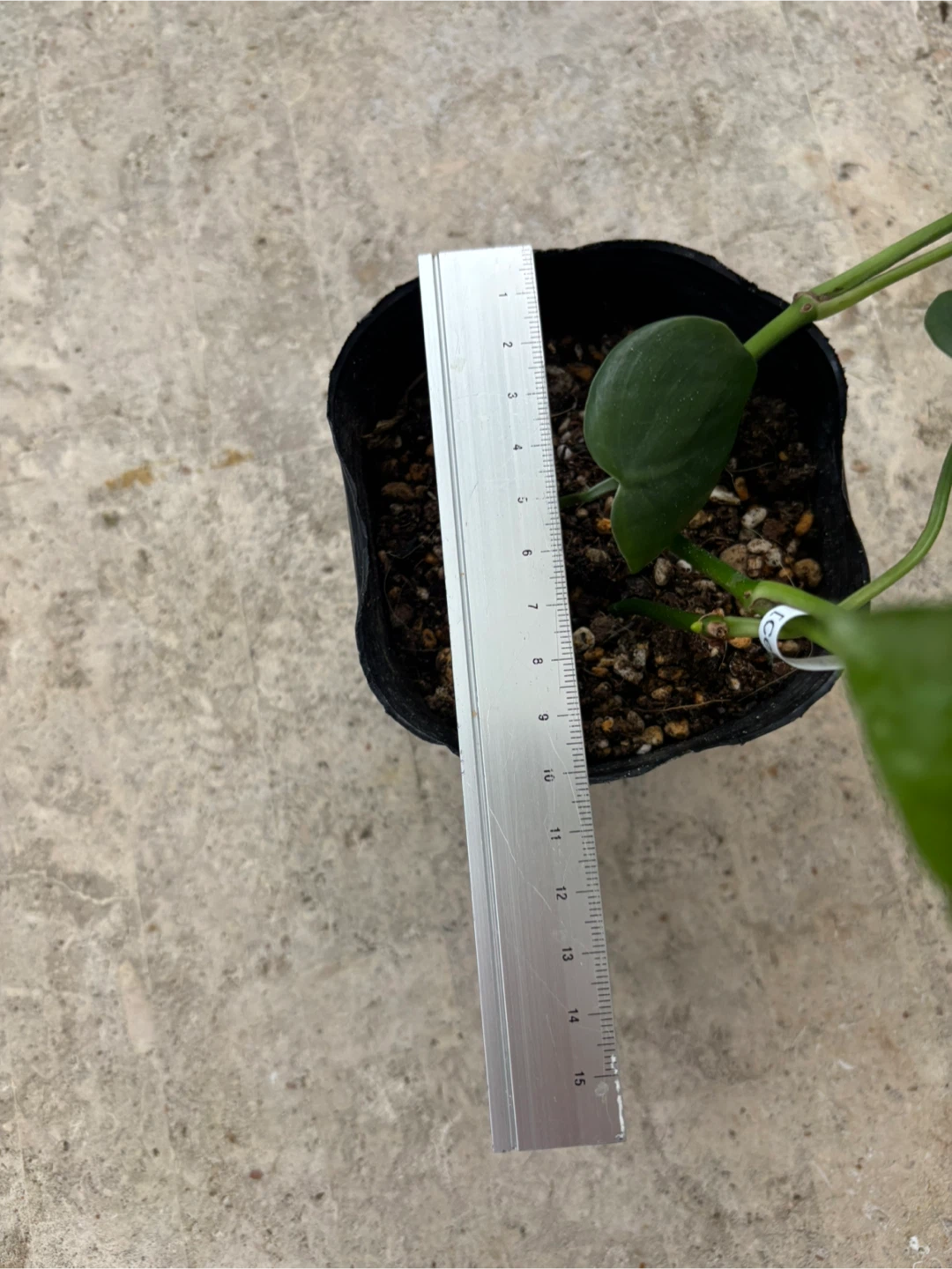 観葉植物　ピナツム　セブブルーの写真5枚目