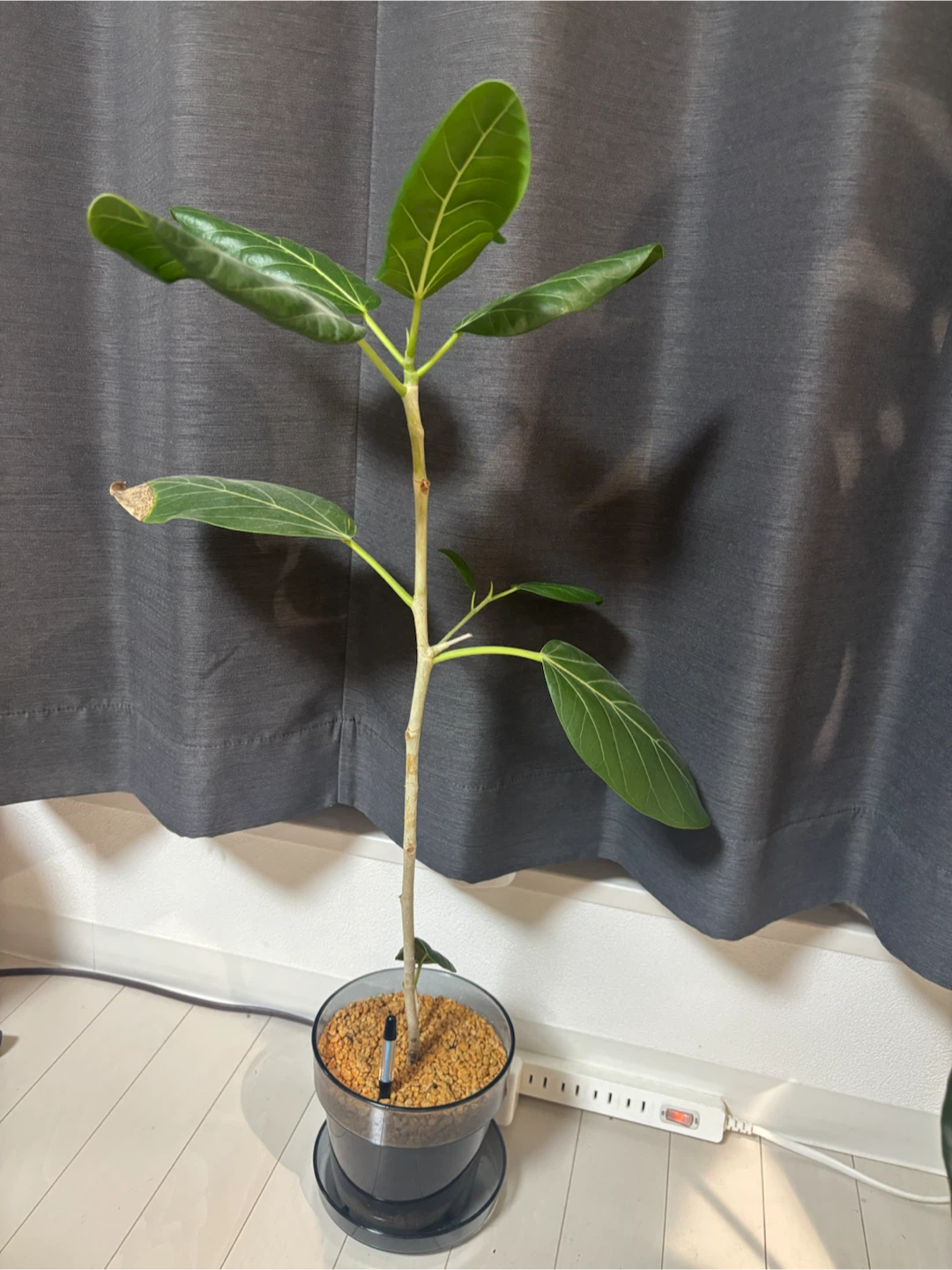 フィカス・ベンガレンシス　観葉植物