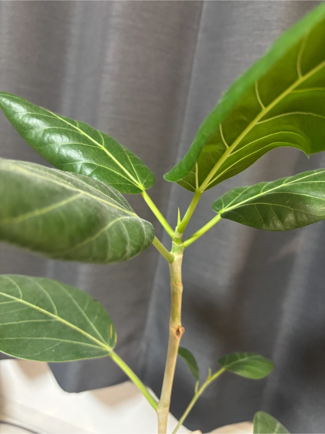 フィカス・ベンガレンシス 観葉植物の写真2枚目