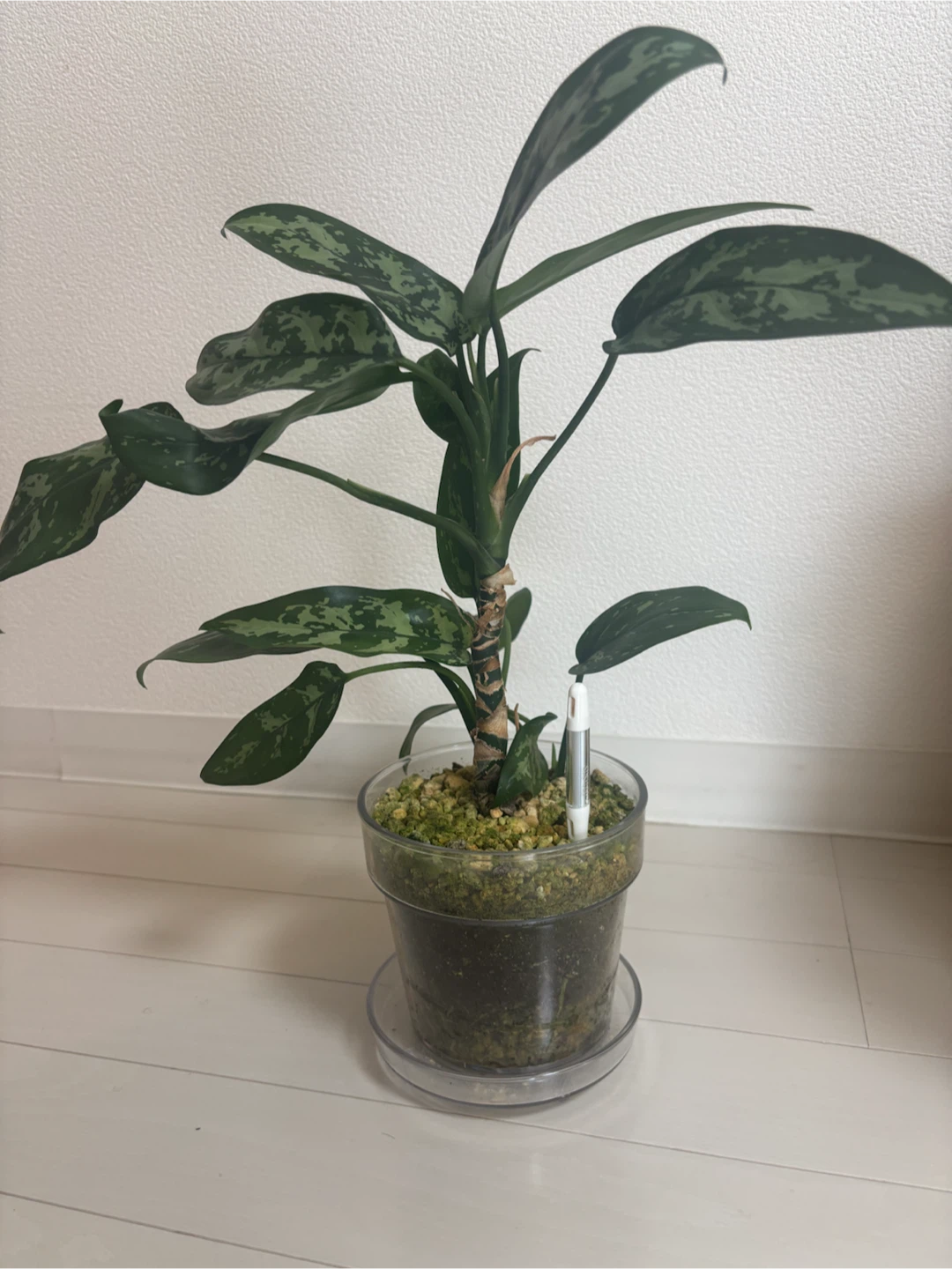 アグラオネマ 観葉植物 クリア鉢付き