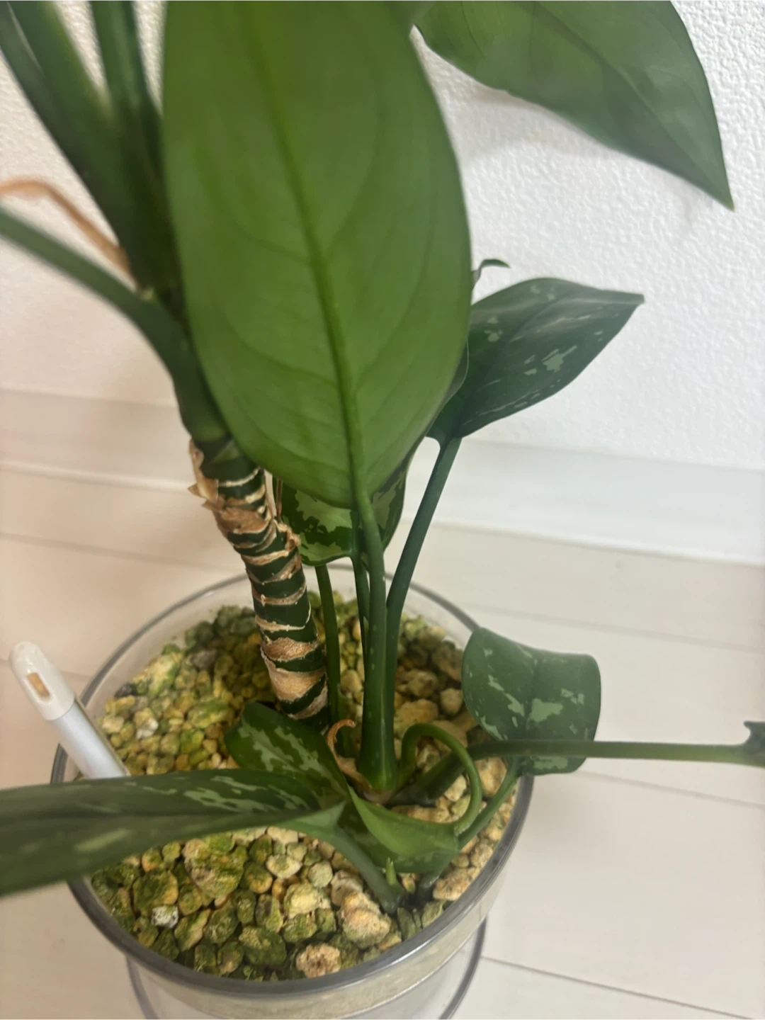 アグラオネマ 観葉植物 クリア鉢付きの写真2枚目