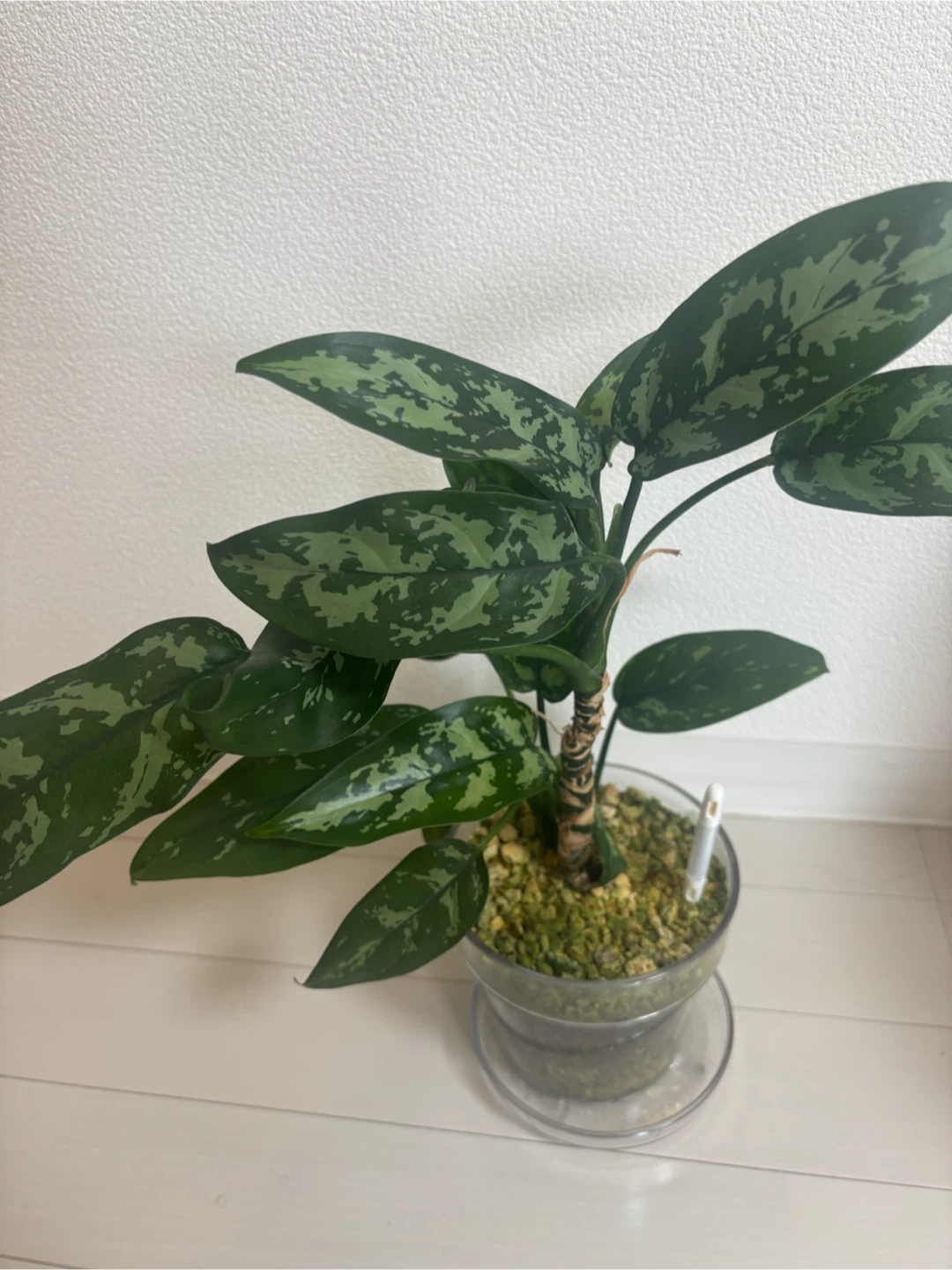 アグラオネマ 観葉植物 クリア鉢付きの写真3枚目
