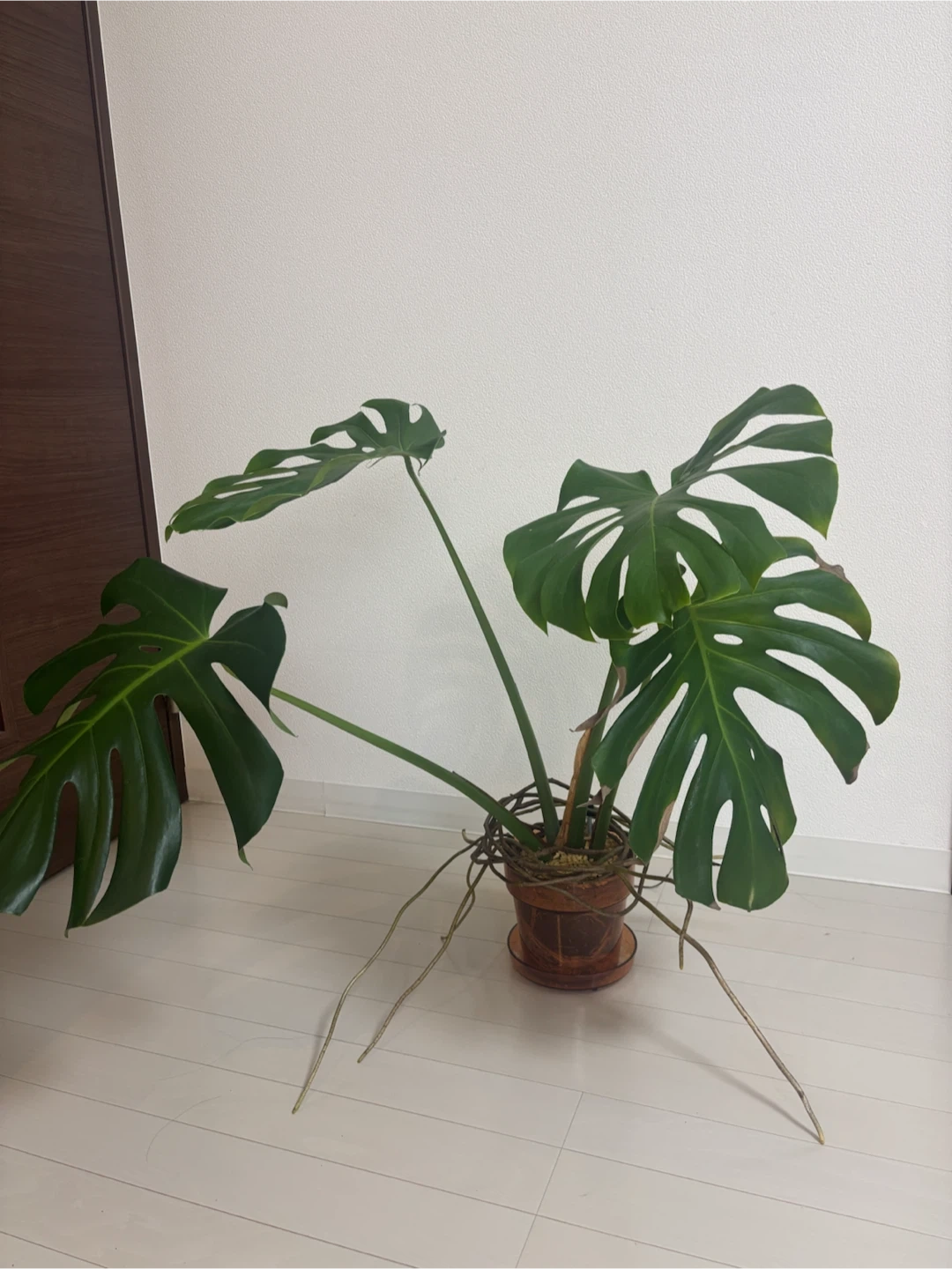 モンステラ 観葉植物 鉢植え