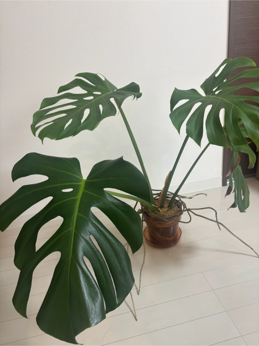 モンステラ 観葉植物 鉢植えの写真2枚目