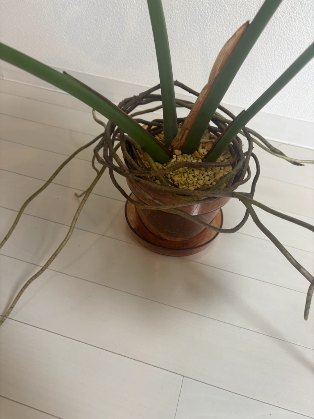 モンステラ 観葉植物 鉢植えの写真3枚目