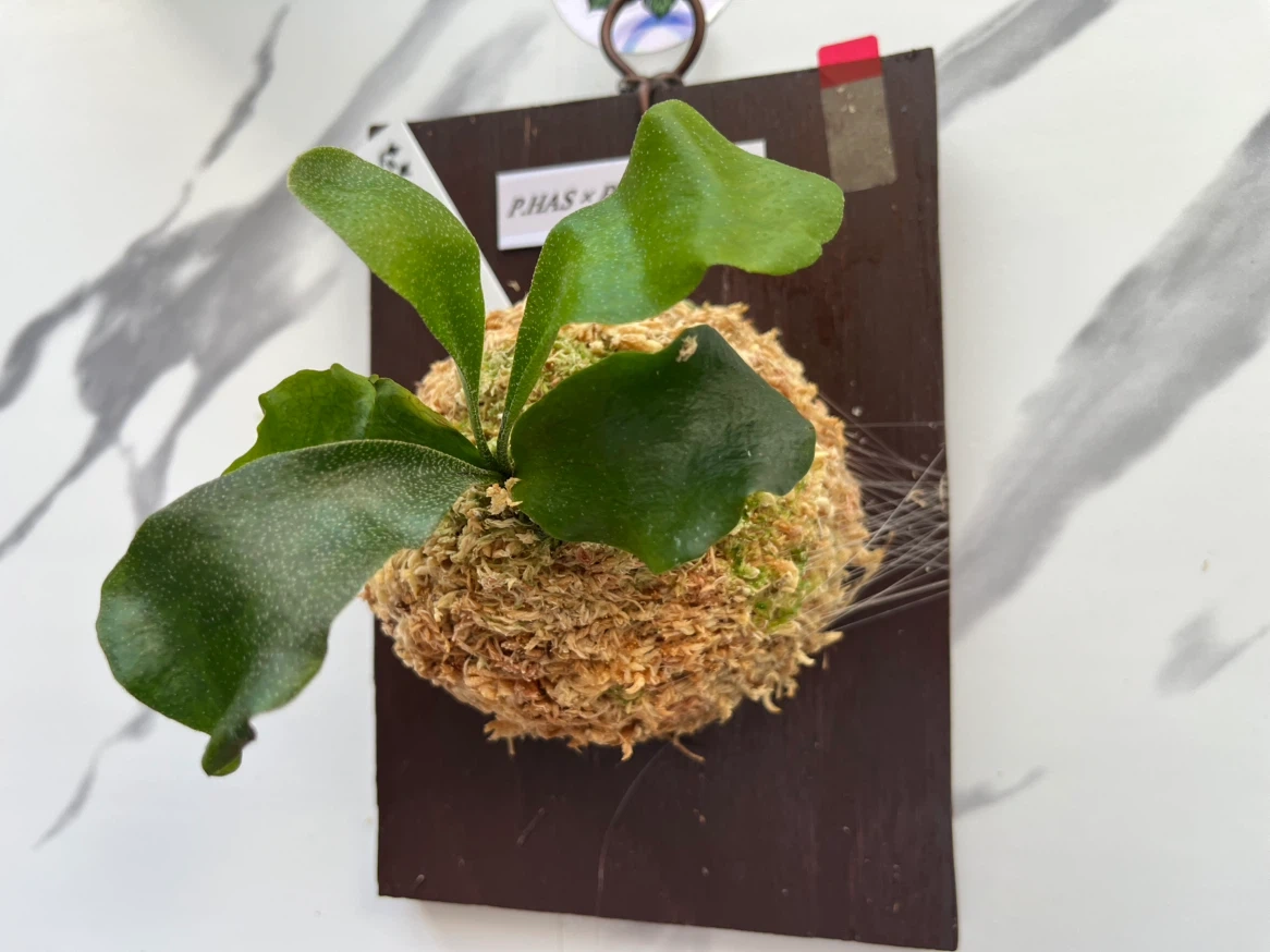 【観葉植物】ビカクシダHAS × HD-1' sporeの写真2枚目