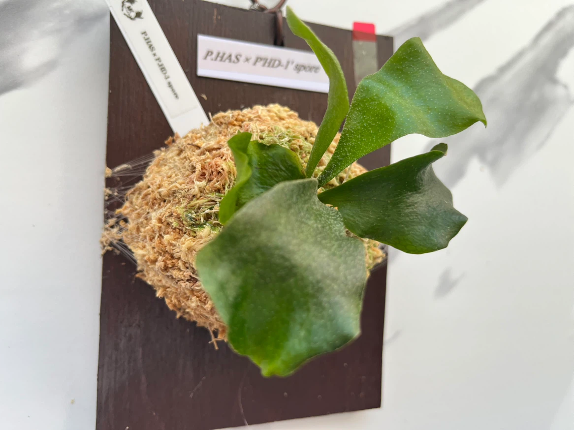 【観葉植物】ビカクシダHAS × HD-1' sporeの写真3枚目