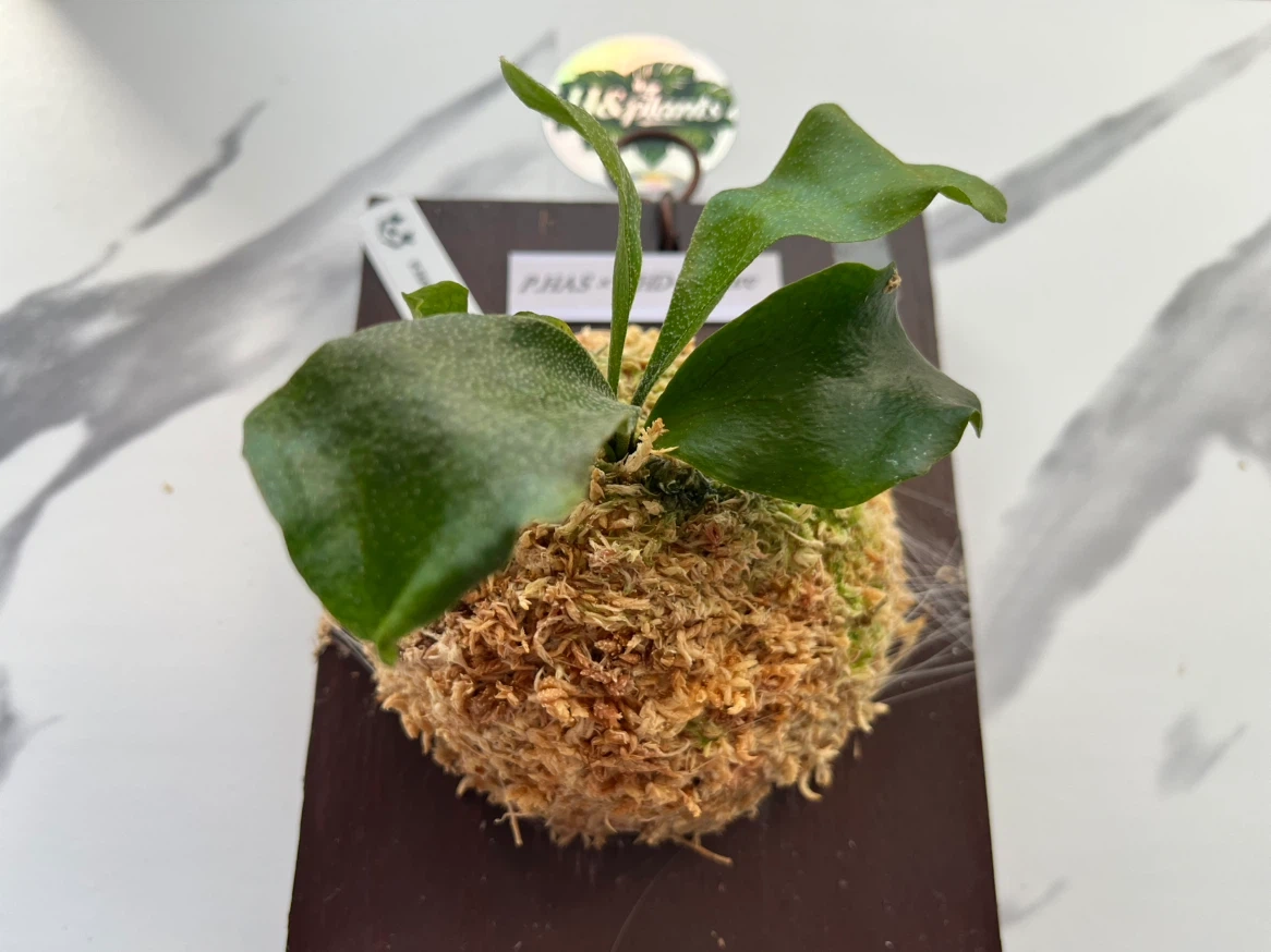 【観葉植物】ビカクシダHAS × HD-1' sporeの写真4枚目