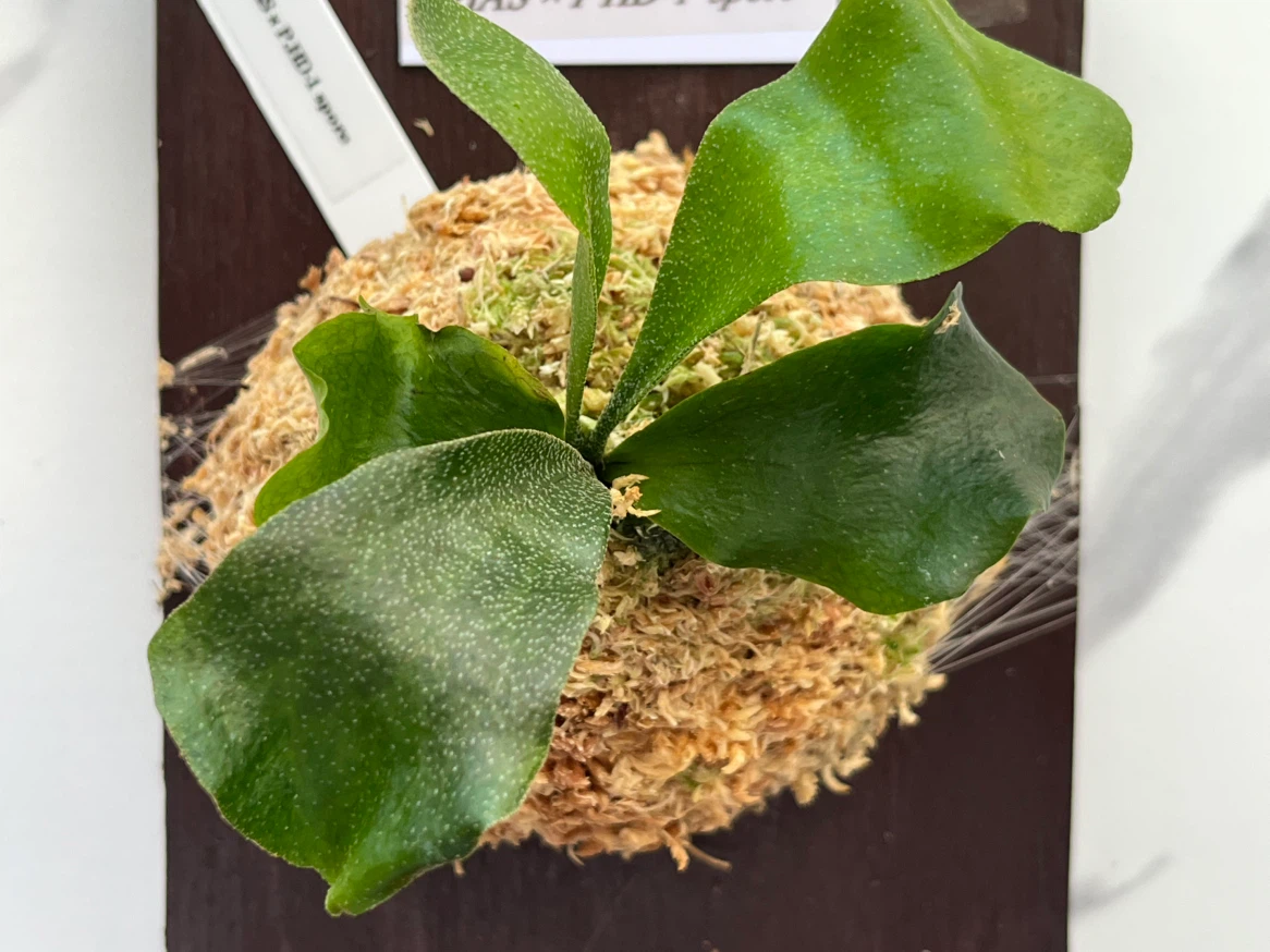【観葉植物】ビカクシダHAS × HD-1' sporeの写真5枚目
