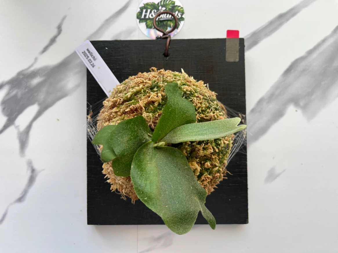 【観葉植物】ビカクシダワリチー wallchi