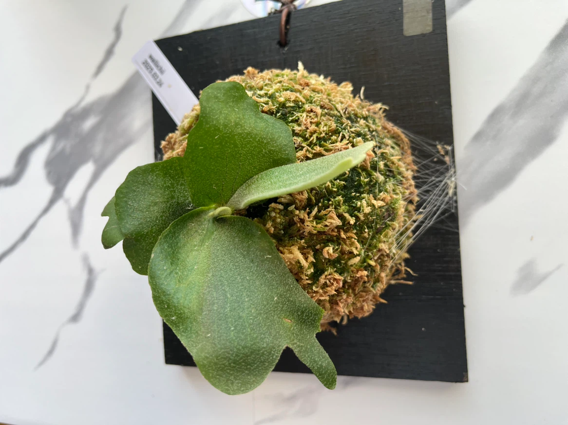 【観葉植物】ビカクシダワリチー　wallchiの写真2枚目