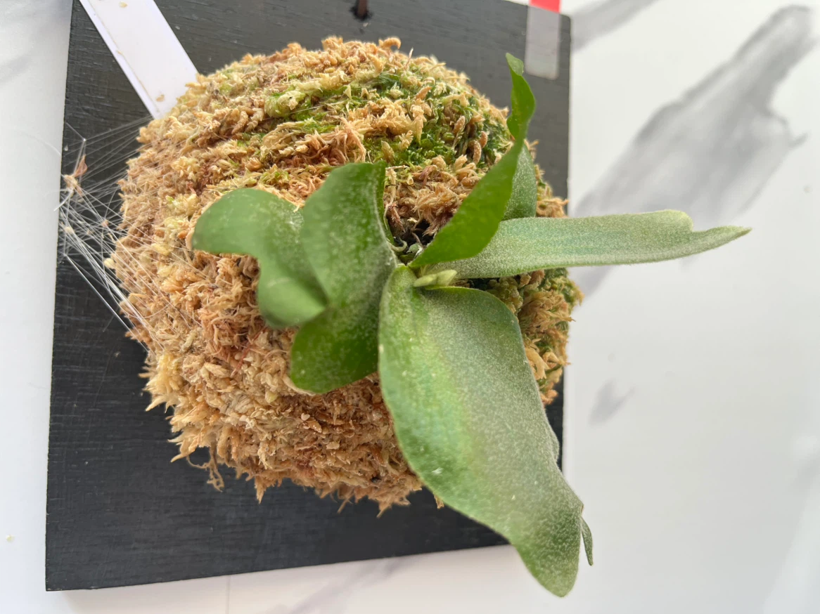 【観葉植物】ビカクシダワリチー　wallchiの写真3枚目