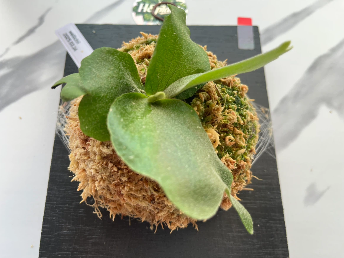 【観葉植物】ビカクシダワリチー　wallchiの写真4枚目
