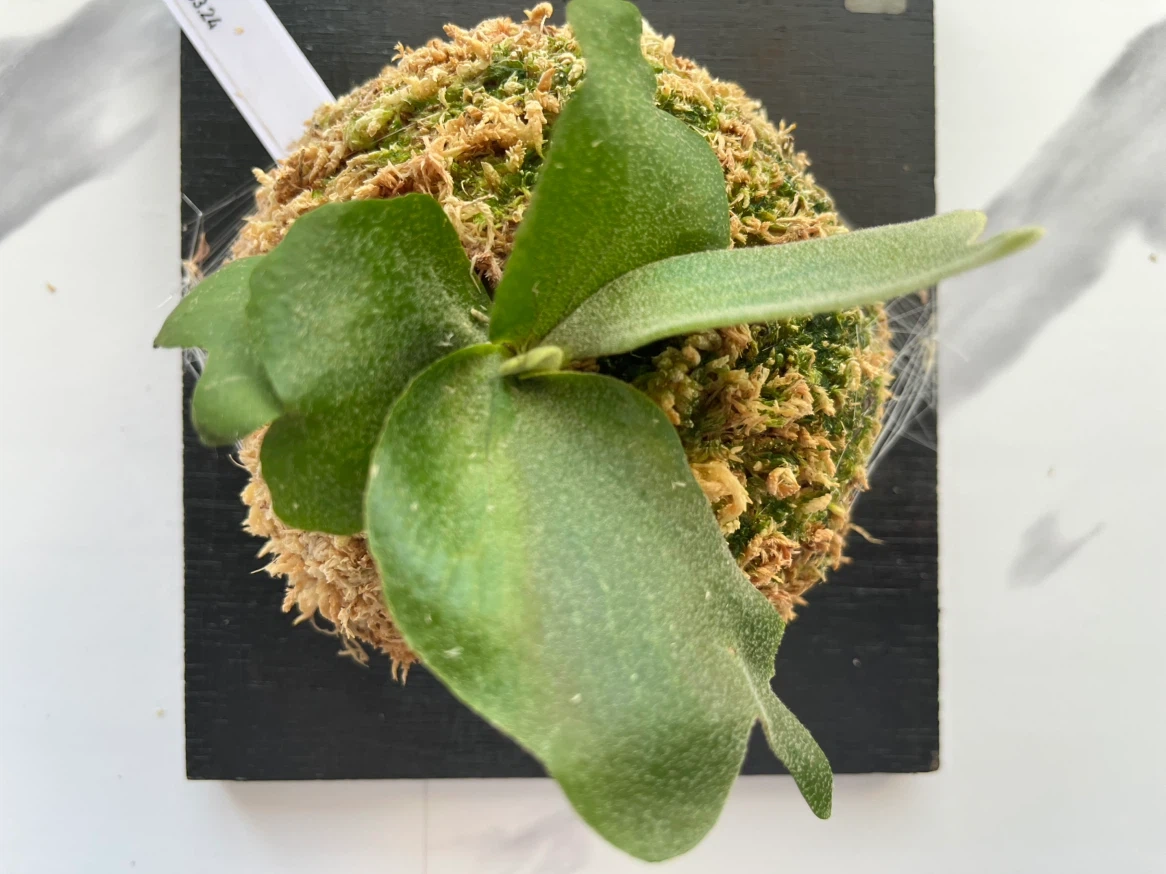 【観葉植物】ビカクシダワリチー wallchiの写真5枚目