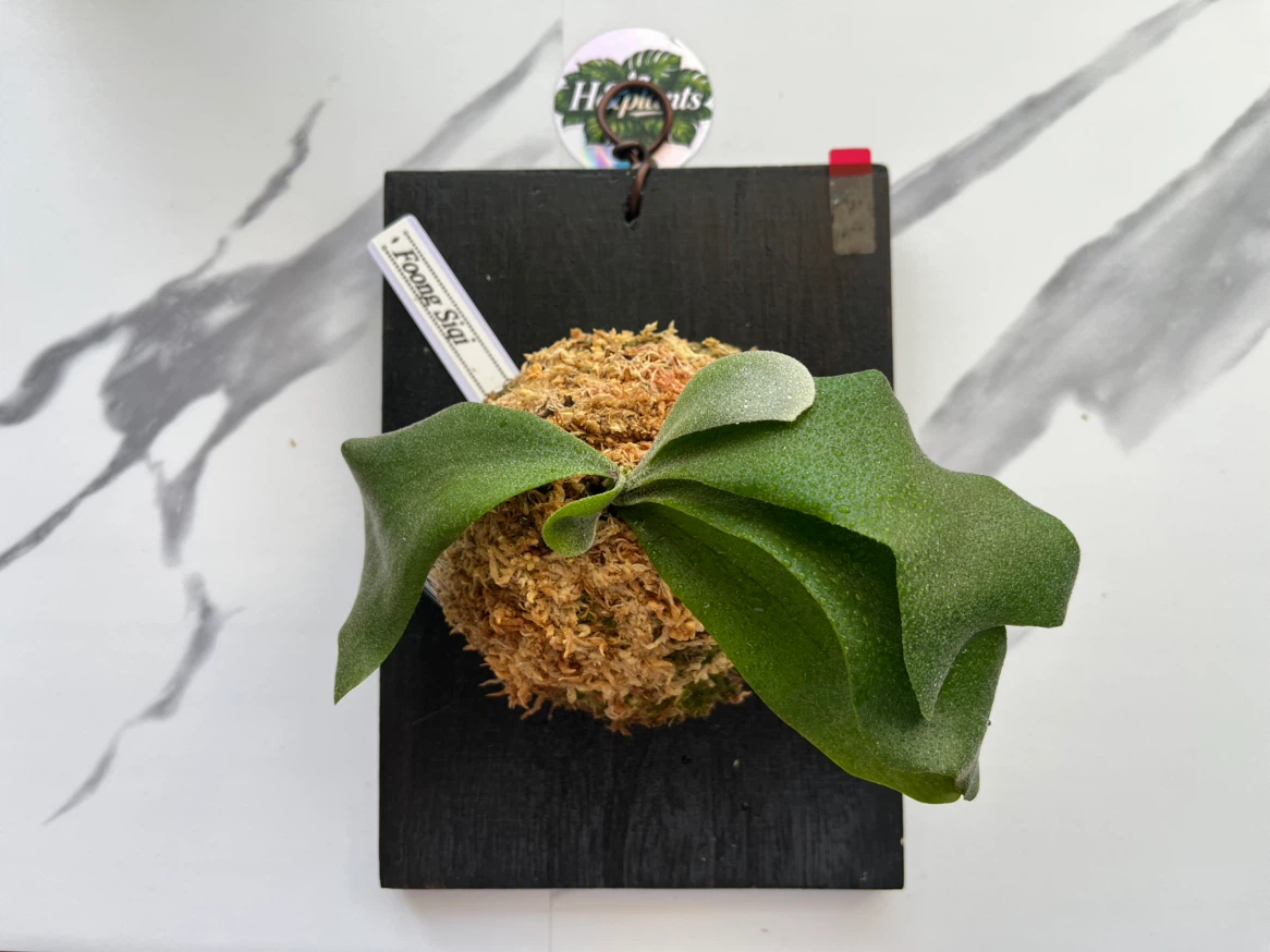 【観葉植物】P.FSQ spore（フーンシキ）🉐中型サイズ養生板付き✨