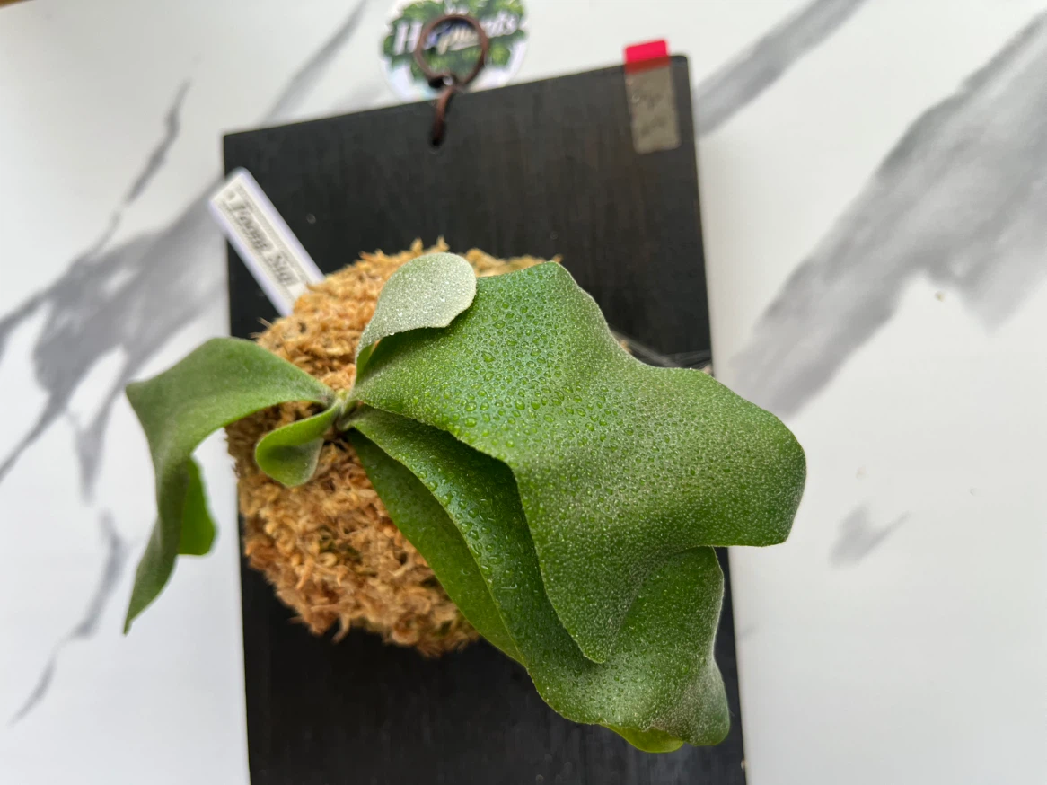 【観葉植物】P.FSQ spore（フーンシキ）🉐中型サイズ養生板付き✨の写真2枚目