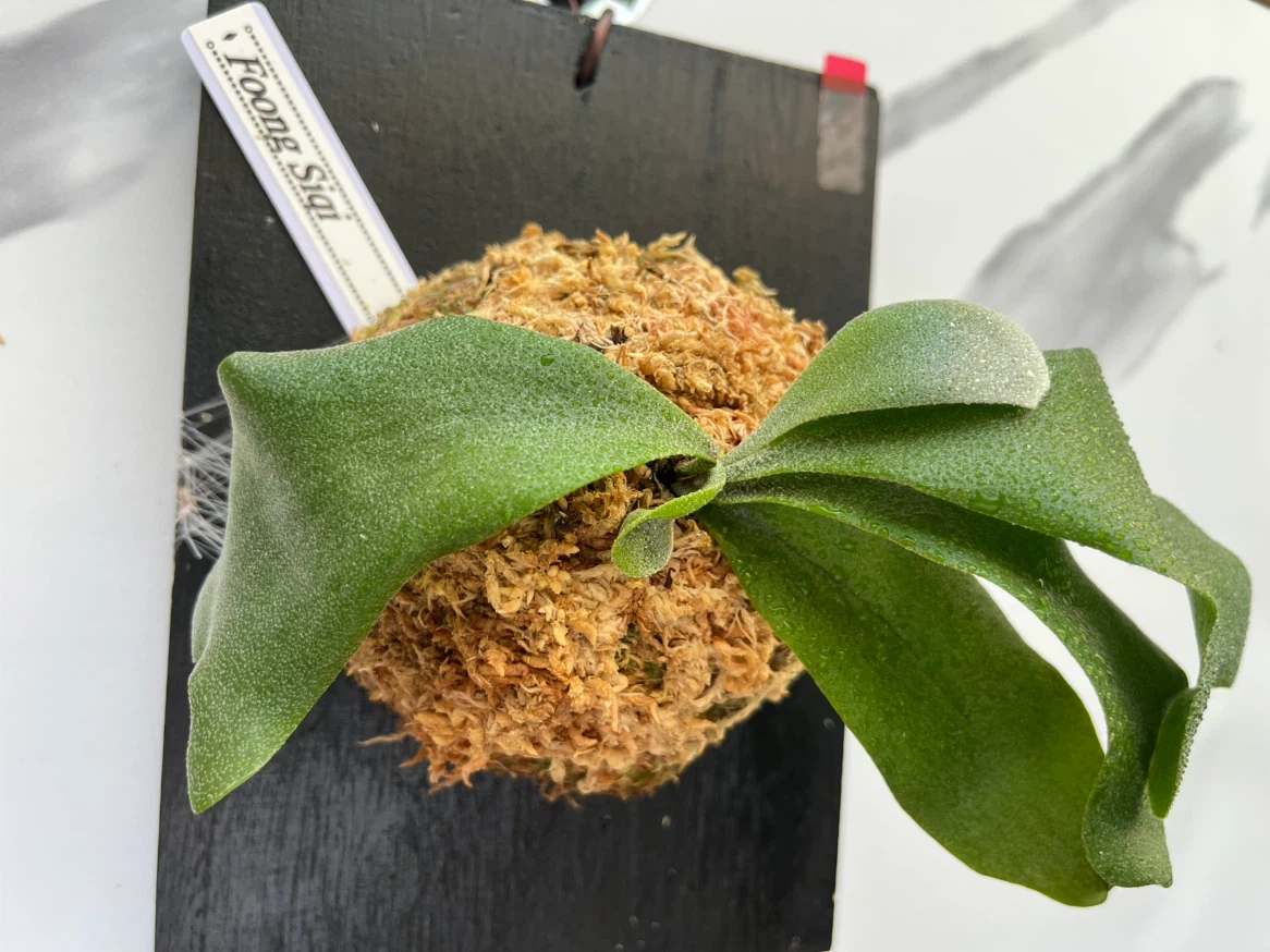 【観葉植物】P.FSQ spore(フーンシキ)🉐中型サイズ養生板付き✨の写真3枚目