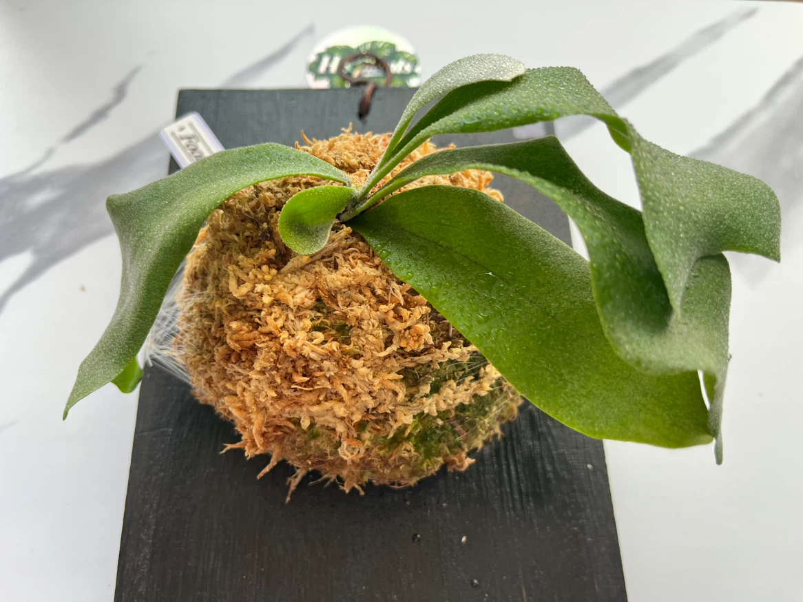 【観葉植物】P.FSQ spore（フーンシキ）🉐中型サイズ養生板付き✨の写真4枚目