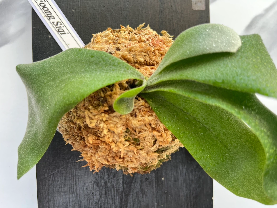 【観葉植物】P.FSQ spore(フーンシキ)🉐中型サイズ養生板付き✨の写真5枚目