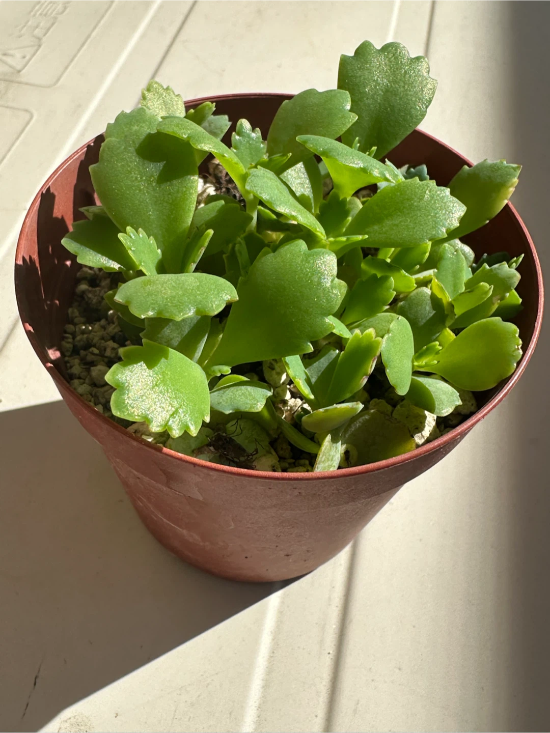 子宝草　　植物