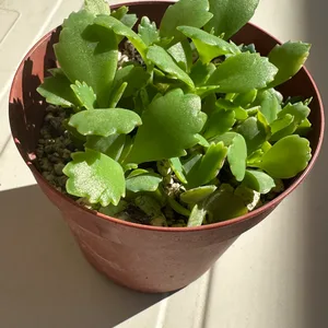 子宝草 植物