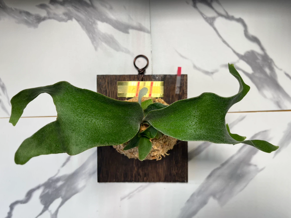 【観葉植物】人気のビカクシダギンカ　GOLDプレート付き🉐板付け済み✨✨