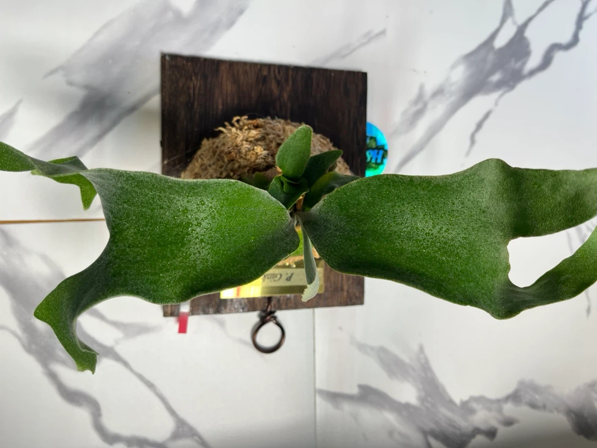 【観葉植物】人気のビカクシダギンカ GOLDプレート付き🉐板付け済み✨✨の写真2枚目