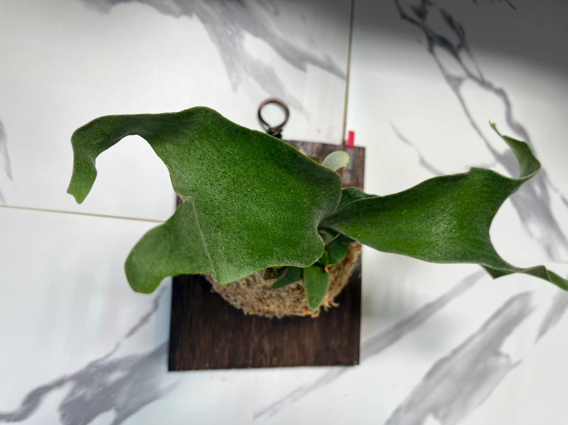 【観葉植物】人気のビカクシダギンカ　GOLDプレート付き🉐板付け済み✨✨の写真3枚目