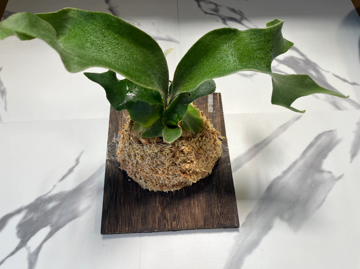 【観葉植物】人気のビカクシダギンカ　GOLDプレート付き🉐板付け済み✨✨の写真4枚目