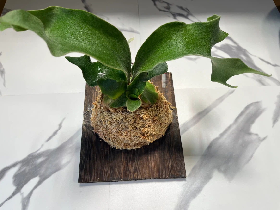 【観葉植物】人気のビカクシダギンカ GOLDプレート付き🉐板付け済み✨✨の写真4枚目