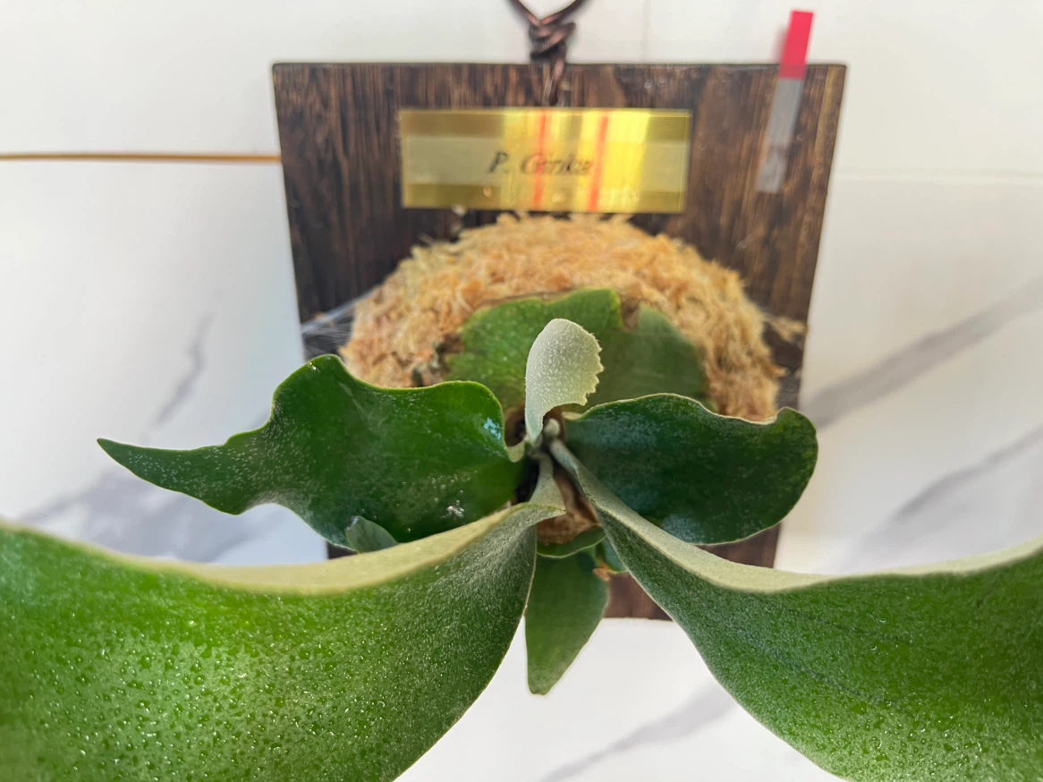 【観葉植物】人気のビカクシダギンカ　GOLDプレート付き🉐板付け済み✨✨の写真5枚目