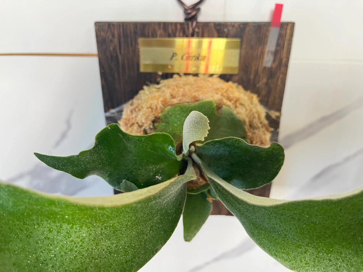 【観葉植物】人気のビカクシダギンカ GOLDプレート付き🉐板付け済み✨✨の写真5枚目