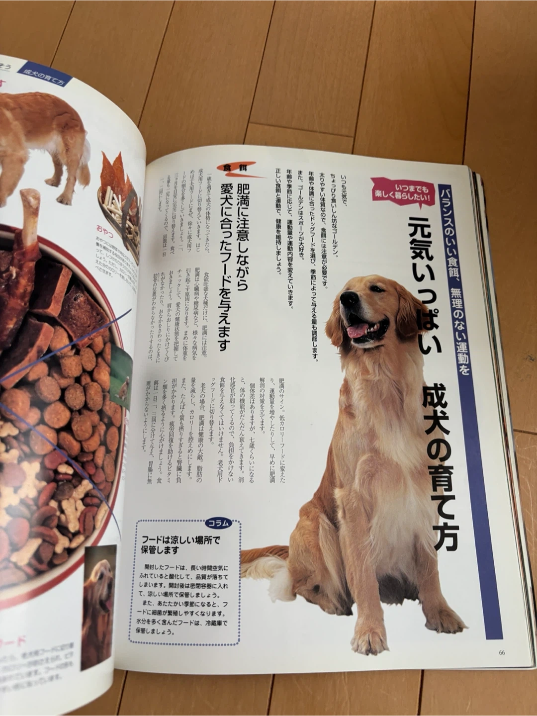 ゴールデン・レトリバー大好き! ムック本の写真2枚目