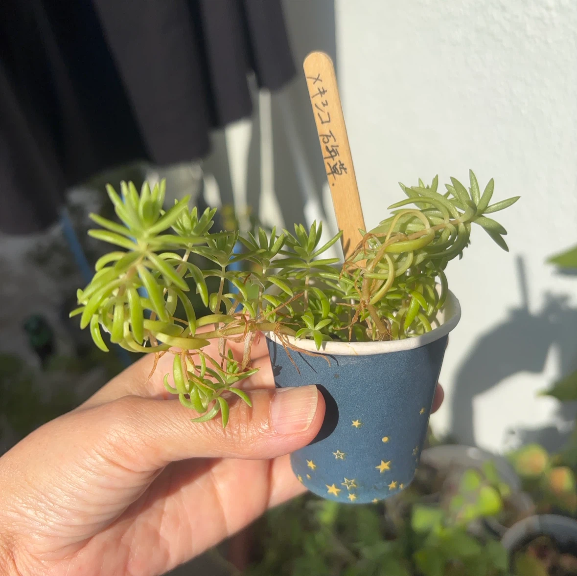 メキシコ万年草 多肉植物 観葉植物