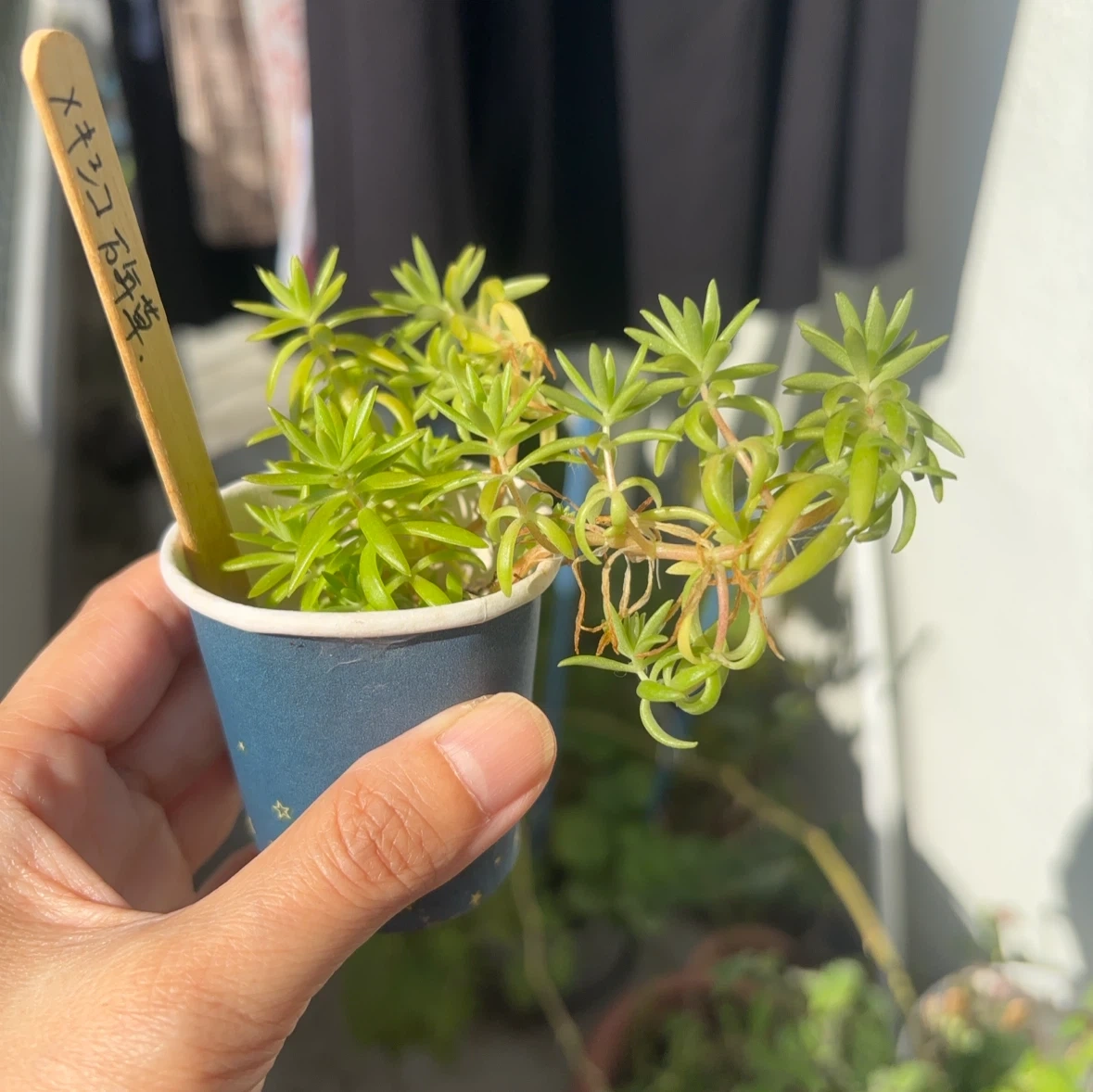 メキシコ万年草 多肉植物 観葉植物の写真2枚目