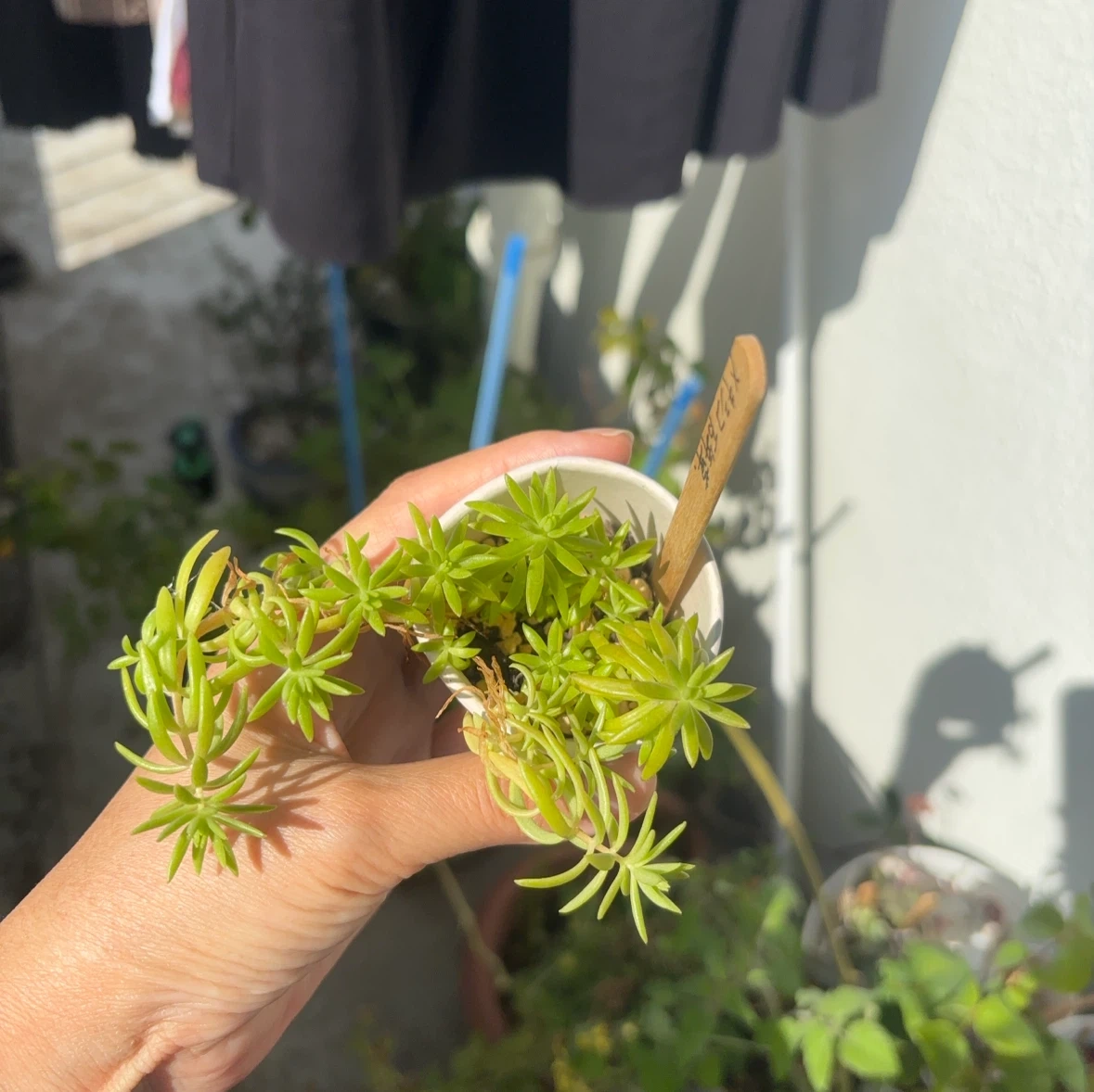 メキシコ万年草 多肉植物 観葉植物の写真3枚目
