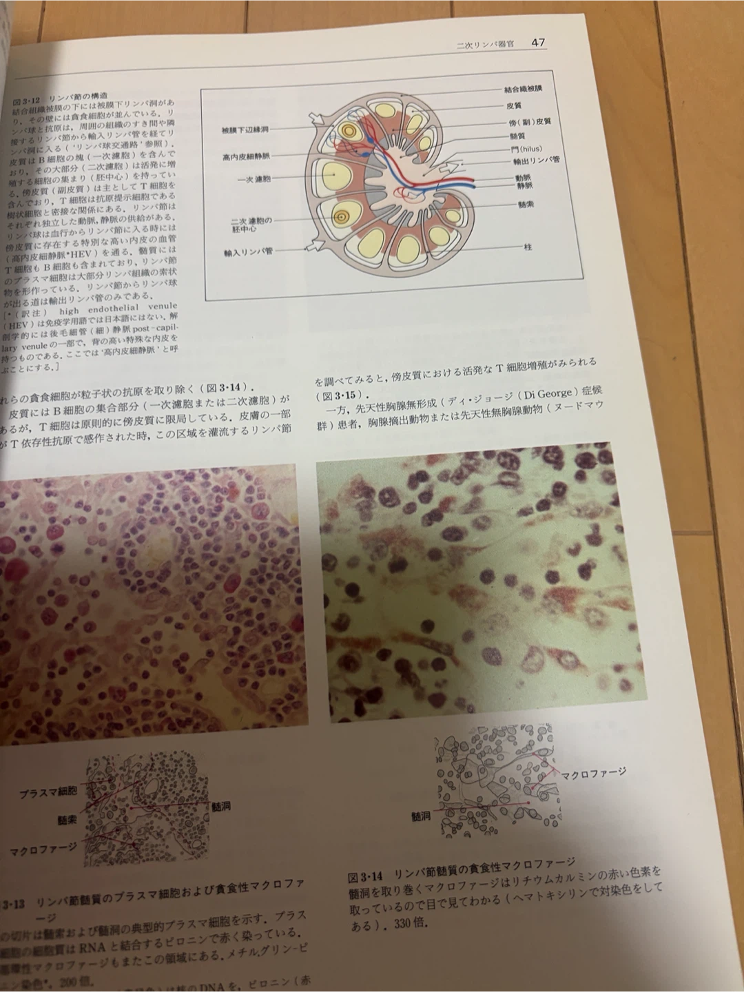免疫学イラストレイテッド 原書第2版の写真3枚目