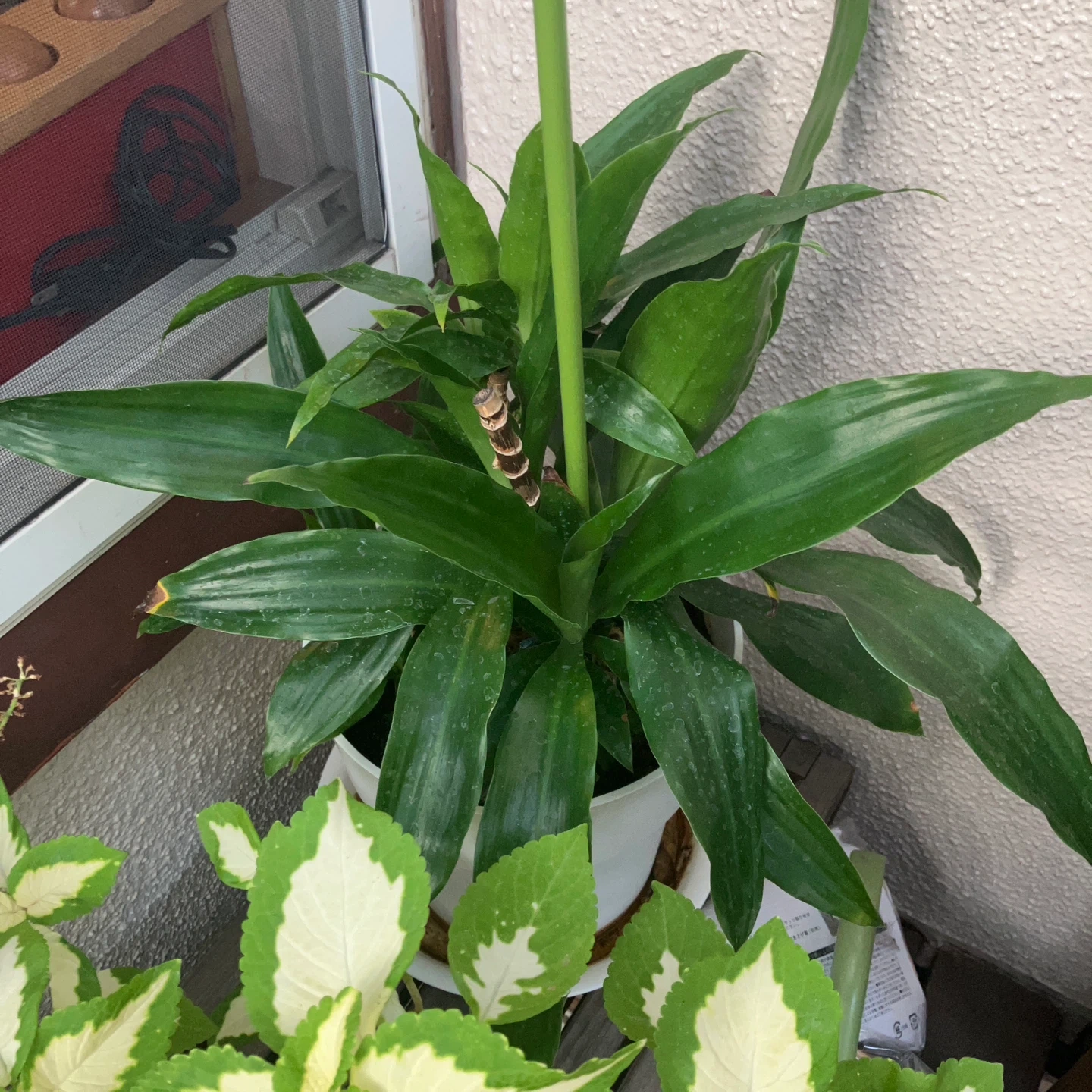 観葉植物 ドラセナ系