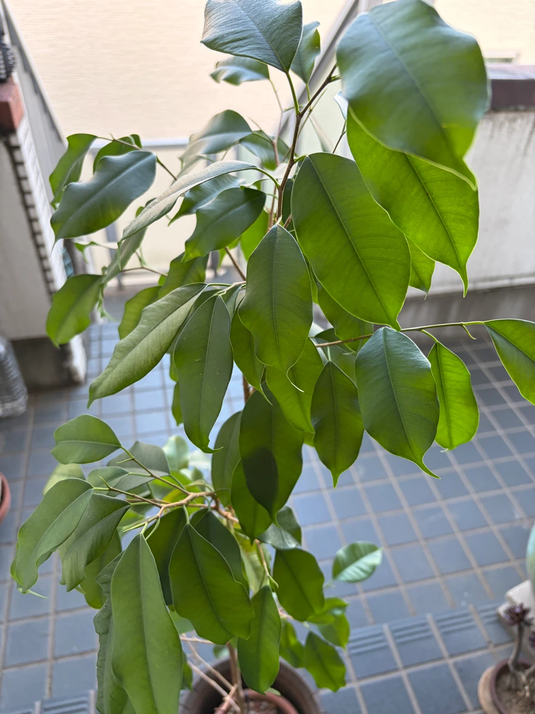 フィカス ベンジャミン カボック観葉植物 鉢付きの写真2枚目