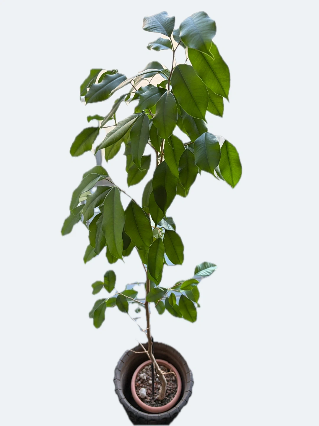 フィカス ベンジャミン カボック観葉植物 鉢付き
